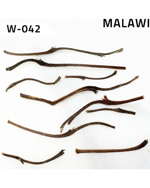 Satemwa Antlers, White Stems